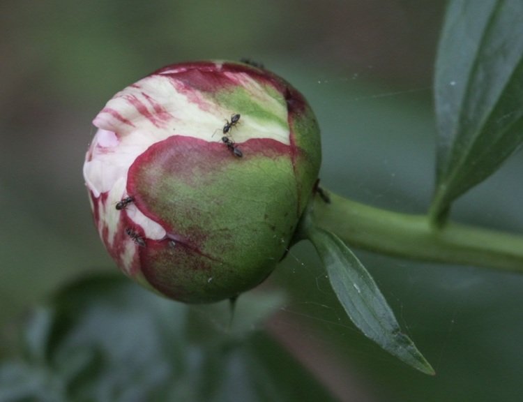Ovládajte škodcov v pivonkách