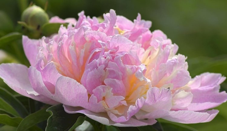 Bojujte proti vírusovým ochoreniam v pivonkách