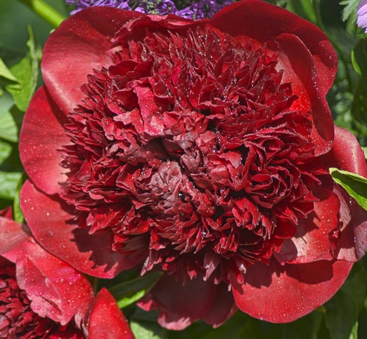 Preventívne opatrenia proti hubovým chorobám v pivonkách