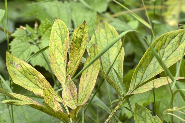 Pivoňkové choroby - rozpoznanie symptómov na listoch