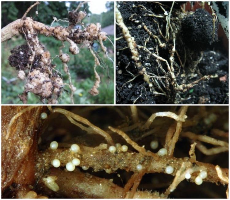 Bojujte s hlístami koreňového uzla v pivonkách