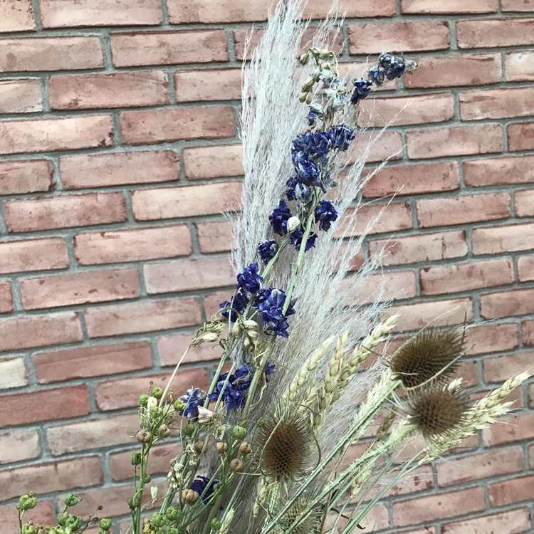 Bodliak pampas tráva a co na suchý veniec