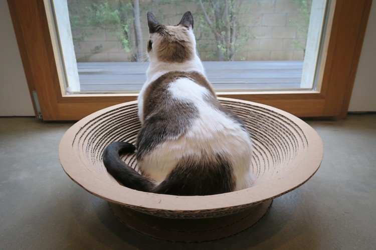 Vyrobte si vlastnú posteľ pre mačky z kartónu