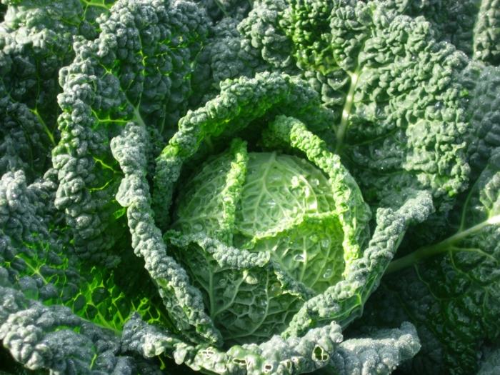 savoy bylinková záhradná rastlina nápad návod semeno