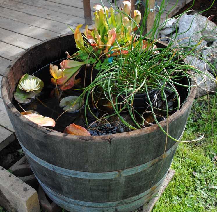 Vytvorenie miniatúrneho rybníka v starom vínnom sude záhradný dizajn-voda-mini-jazierko-alets-vinný sud-bažinaté rastliny