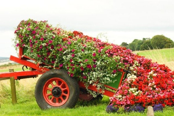 záhradný nápad kvety rastlina starý príves auta kvitnúce