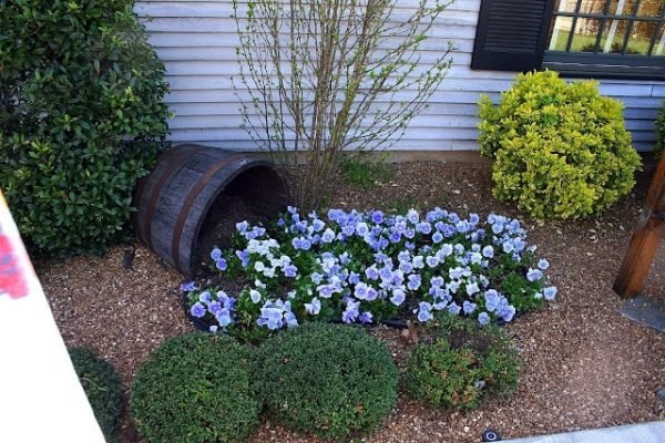 záhradný nápad zasadiť kvety, vyliať starý sud na víno