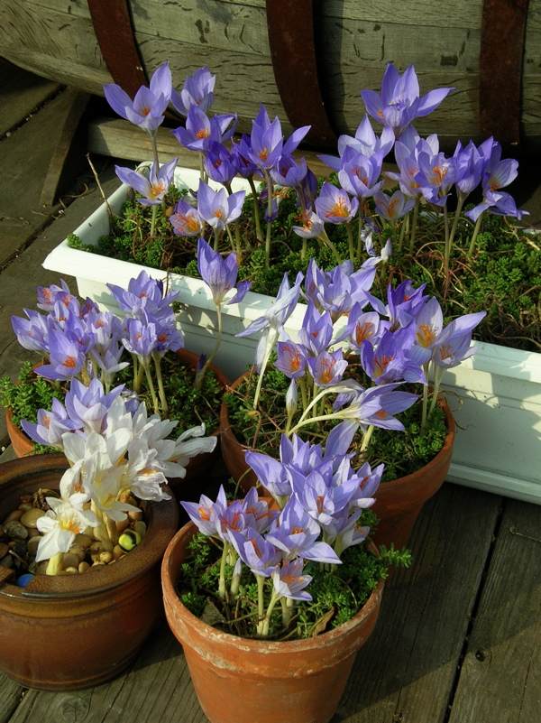 krokusy kvetináč pestovať machové hlinené kvetináče