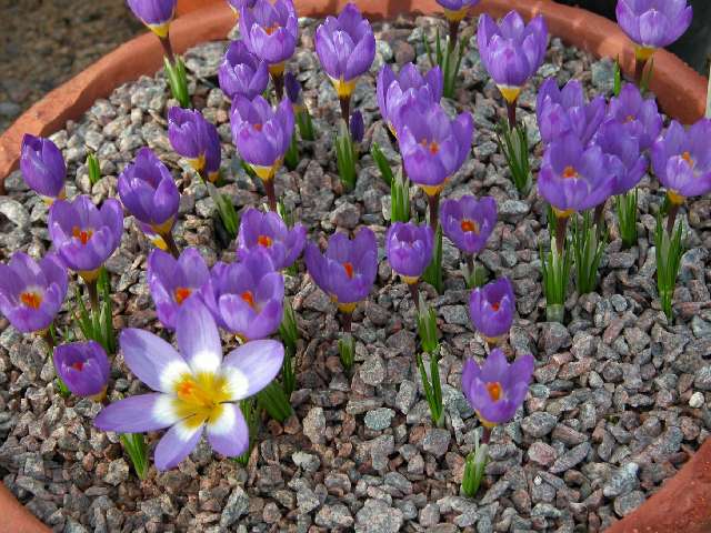 Krokus v kvetináči.Jarné kvety pestujú štrk