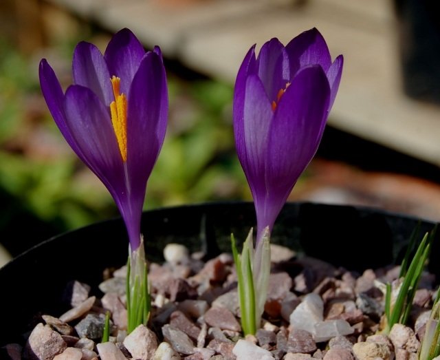 Krokus v kvetináčoch sa stará o štrkovú vrstvu