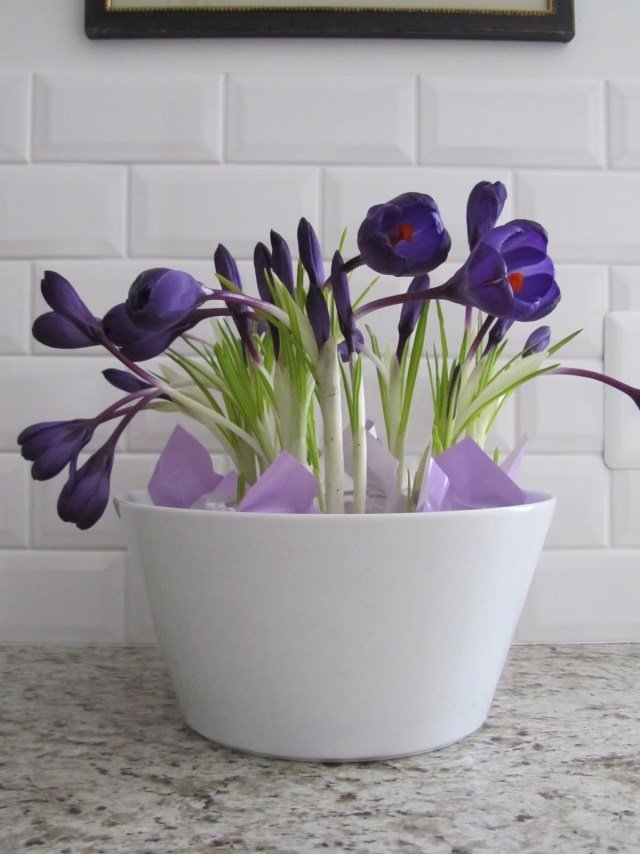 krokus kvetináč rastliny kuchynská doska deco