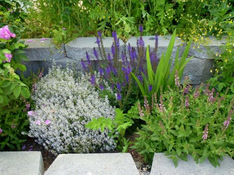 Voňavé rastliny v záhrade - salbia, harmanček a ruže Bylinné voňavé rastliny-tymian-salbia-harmanček-ruže