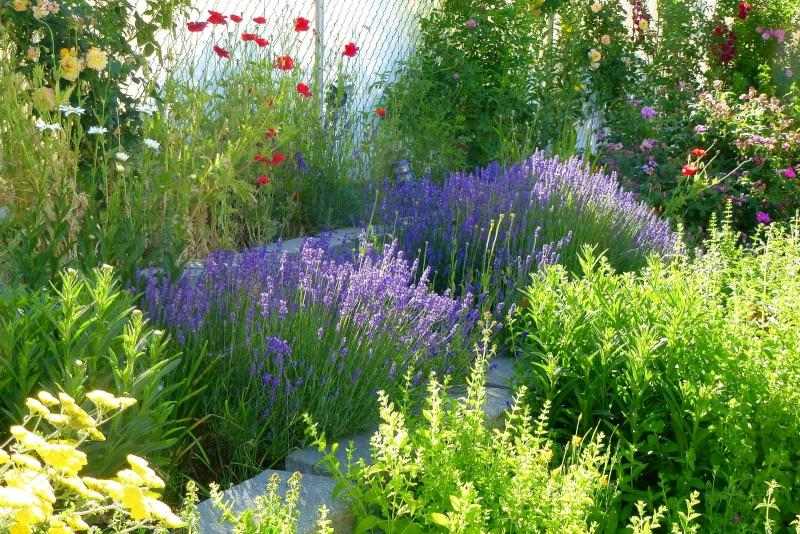 Zasaďte levanduľu do záhrady - krásny dizajn Bylinné voňavé rastliny-levanduľa-mak-ruže