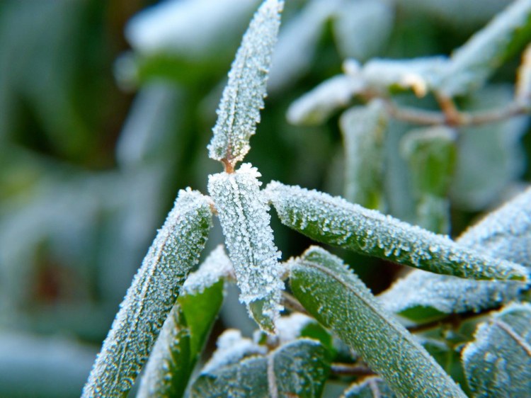 Zazimujte bylinky a chráňte ich pred mrazom
