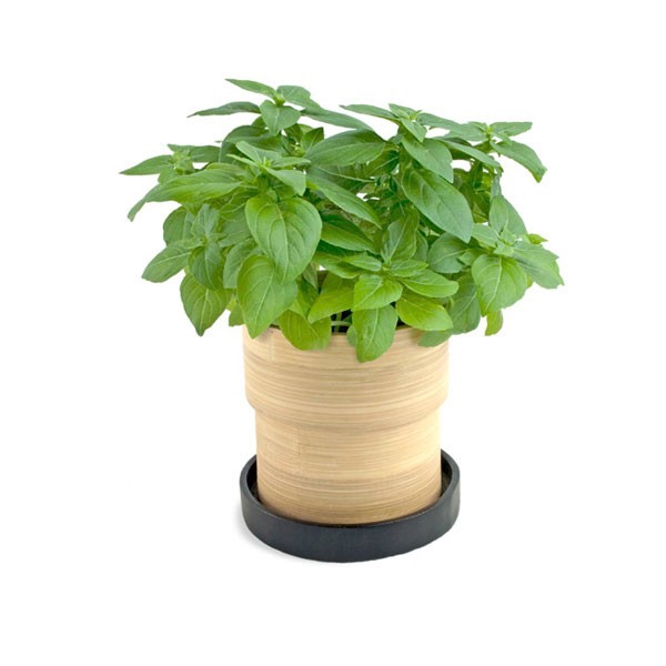 Vlastnosti starostlivosti o pestovanie bazalky-črepníková zemina-kuchynské bylinky