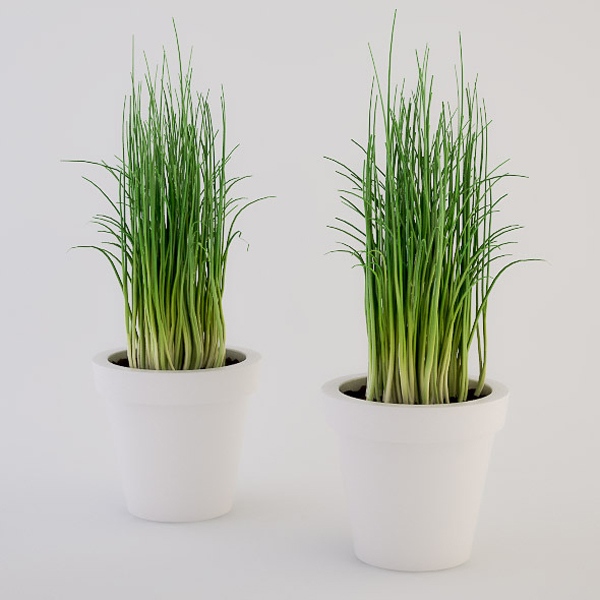 Pažítka bylinky tipy na starostlivosť o záhradu bylinky