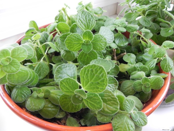 Pestovanie oregana Spice bylinková záhrada tipy