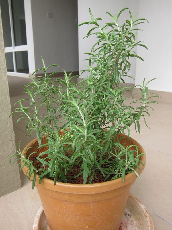 Starostlivosť o rozmarín Bežné kulinárske bylinky Kultivačné kvetináče Terracotta