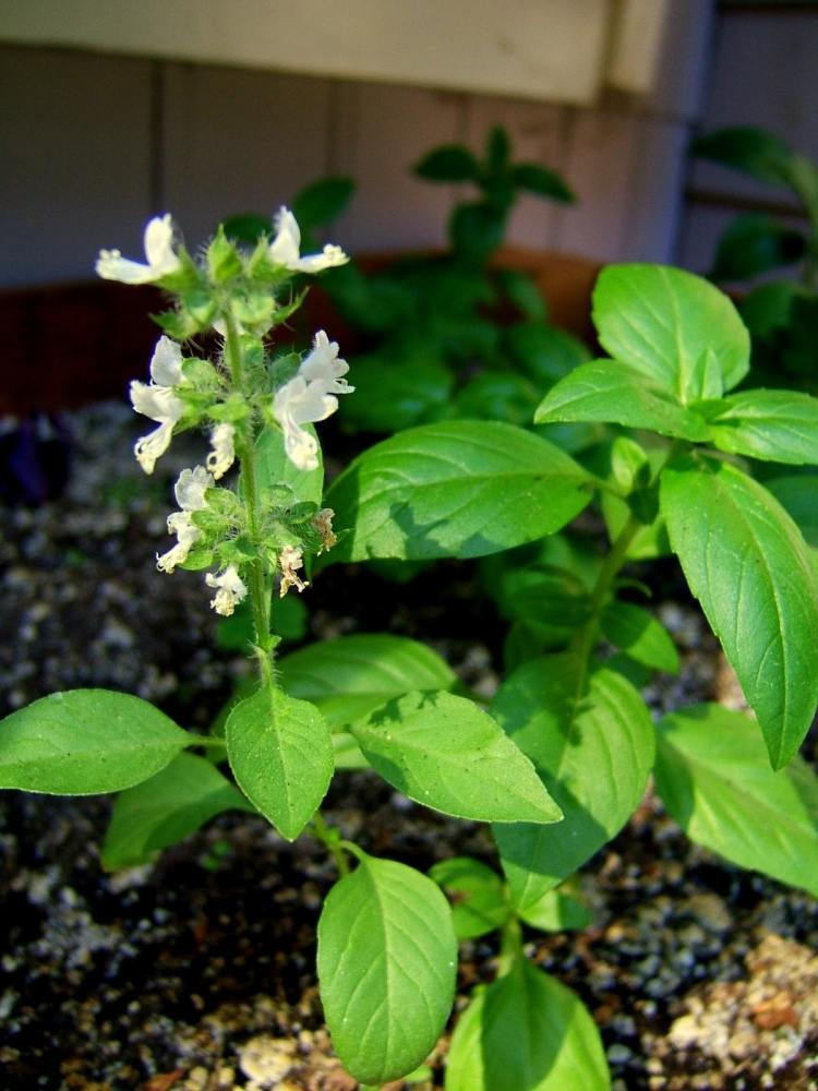 Vytvorte-si-vlastnú-stavbu-svoju-bylinu-vyvýšenú-záhon-návod-rastlinnú-pôdu-rastú-bazalku