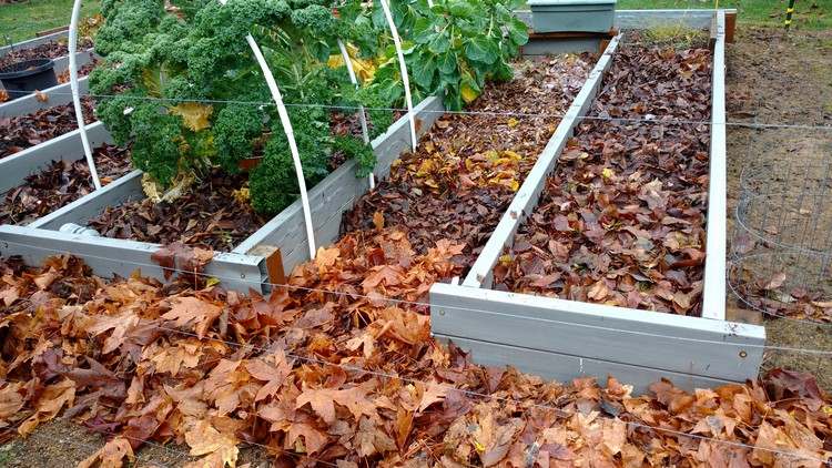 Na mulčovanie na záhonoch použite jesenné lístie