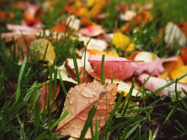 Odstráňte jesenné lístie z trávnika podobne