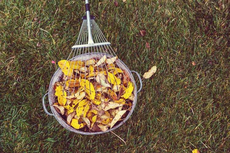 Zber lístia na jeseň Tipy na správne hrabanie