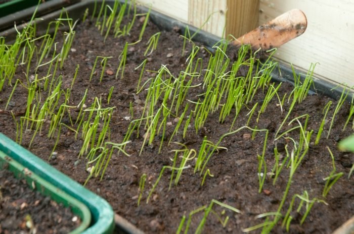 Na výsadbu póru je najlepšie použiť sadenice sadenice záhradný pór rastliny jarná zelenina nápad
