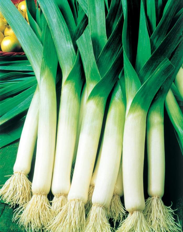 Pór vo svojej typickej bielo-zelenej farbe pór rastliny cibuľa zelenina záhradné práce