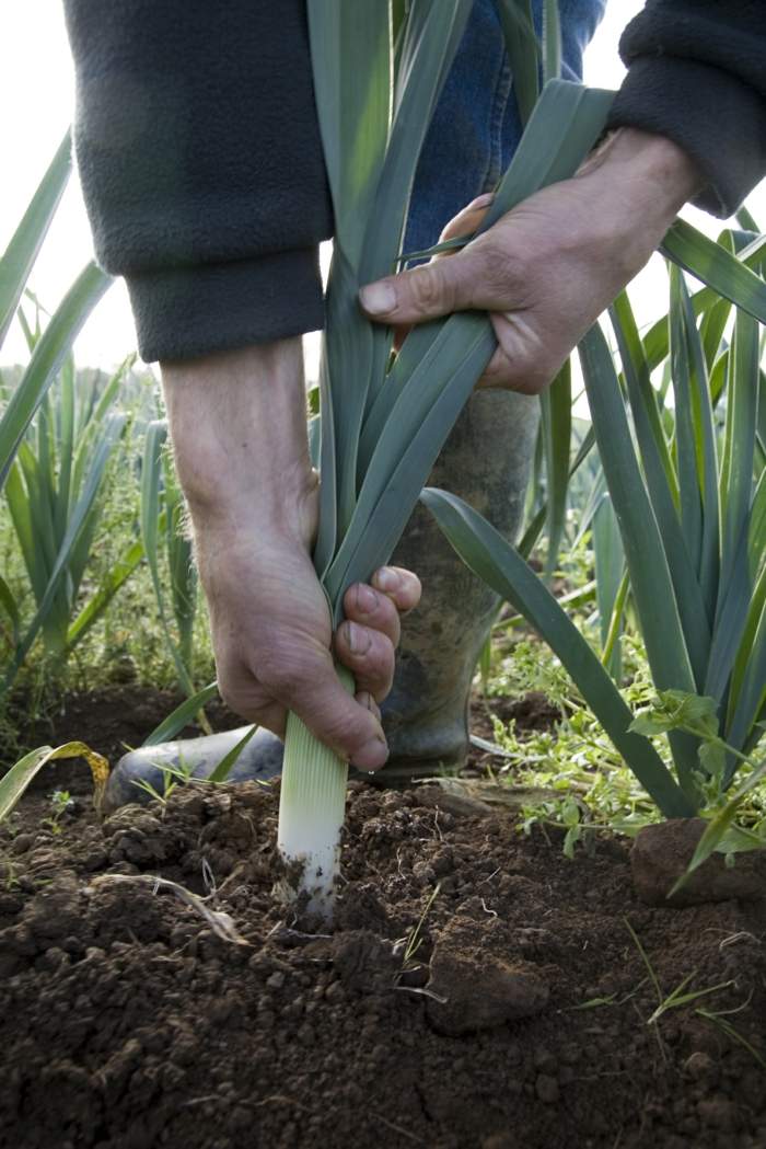 Výsadba póru - zber trvá dlho úroda póru záhrada zemina tipy zelenina