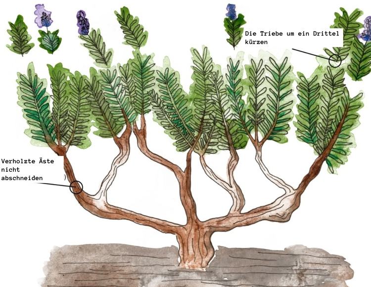 Pokyny a tipy na rezanie levandule so skicou