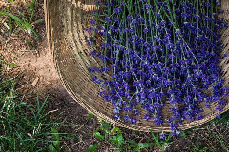 Prerezávanie levandule Záhradné tipy na prerezávanie v lete