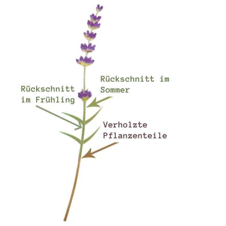 Prerezávanie skíc levanduľovým rezom na jar av lete