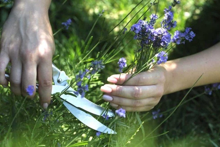Kedy rezať levanduľu v záhrade v lete alebo na jar