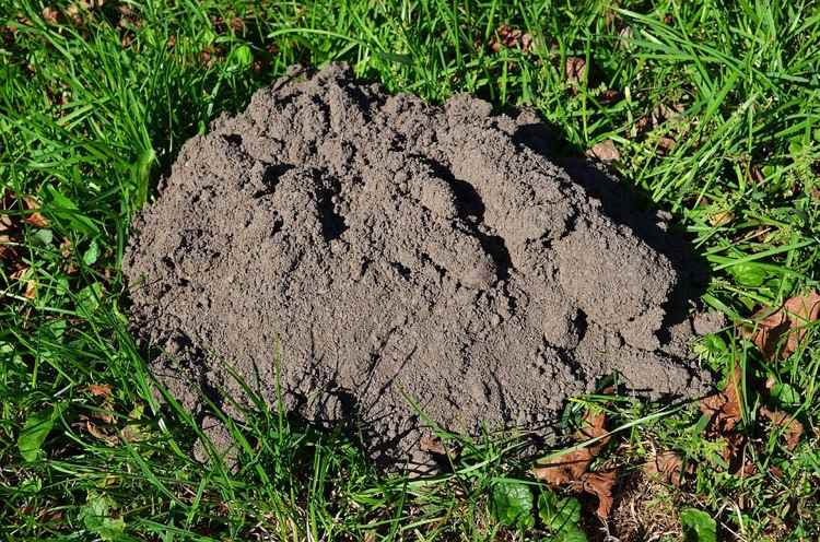 diery-záhrada-trávnik-mohyla-krtko