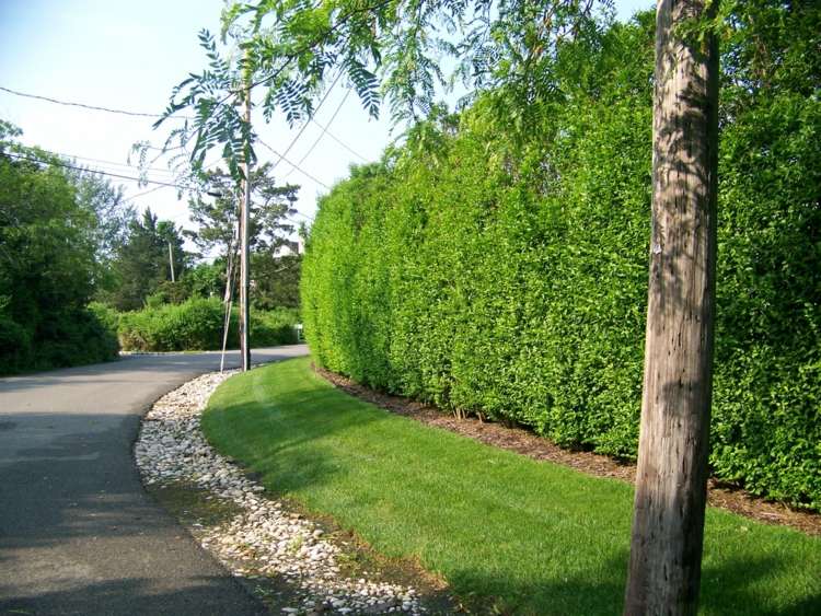 Zobor najlepšie potrebuje slnečné alebo čiastočne zatienené miesto rastliny-živý plot živý plot-vysoká ochrana súkromia-nápad-vytrvalý-Gehoelz