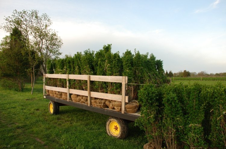 Najlepším spôsobom, ako navrhnúť živý plot, sú 1 meter vysoké rastliny rastliny-živý plot živý plot-mladé-rastliny-nápad-plot-dizajn-prívesné vozíky