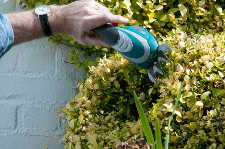 Zobor rastie veľmi rýchlo rastliny-zobák-živý plot-strih-jar-jeseň-zlato-liguster-fasáda