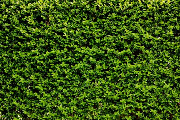 Zubáč rastie sviežo a je perfektný ako obrazovka na ochranu osobných údajov rastliny-zobák-živý plot-inšpirácia-tipy-starostlivosť