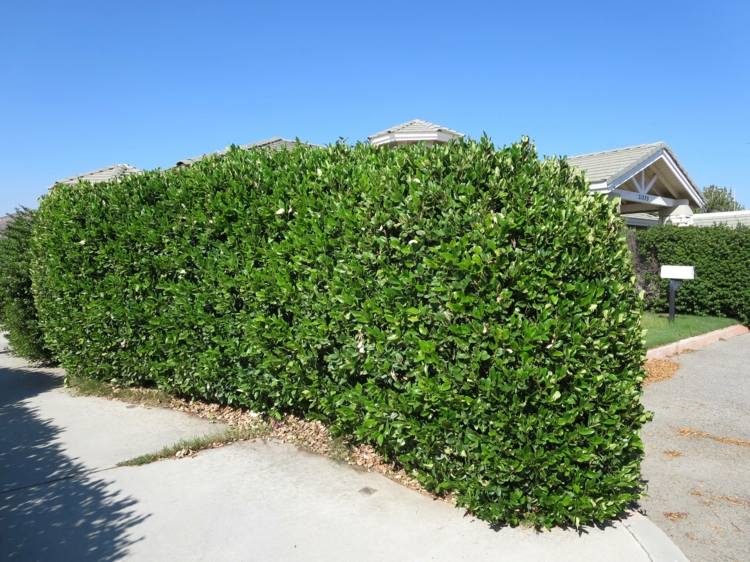 Živý plot ohromuje atraktívnymi listami po celej záhrade Živý plot živý plot pekne upravený-záhradný-zelený-list