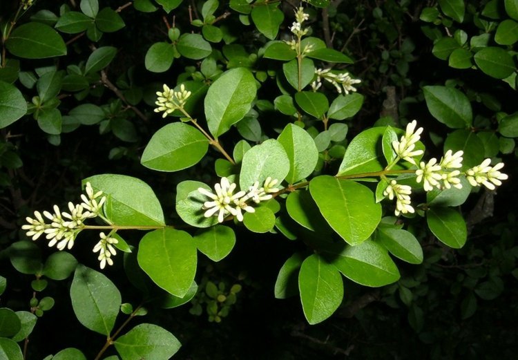 Zoborové kvety vydávajú príjemnú vôňu rastliny-zobák-živé ploty-listy-oválne-rast-rýchle strihanie