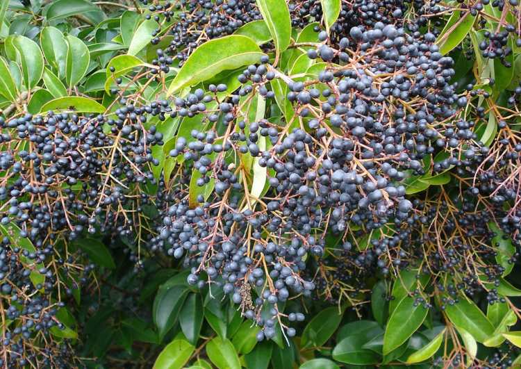 Rastlina „Ligustrum ovalifolium“ má listy oválneho tvaru rastliny-živý plot živý plot-ligustrum-lucidum-bobule-blaetter-dlhý