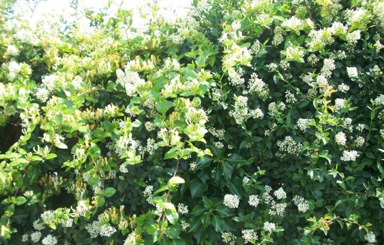 Zasaďte živý plot zo súkromnej záhrady pre atraktívnu a prírodnú dekoráciu v záhrade rastliny-živý plot živý plot-bluehen-biela-žltá-letná-ker-zeleň