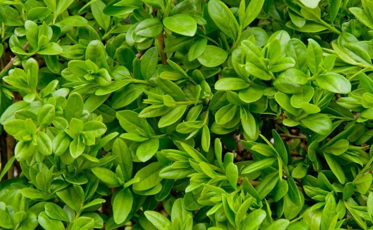 Rôzne rastliny živých plotov môžu byť navzájom kombinované rastliny-živý plot živý plot-svetlo-zelená-deco-vonkajší-list-obyčajný-zobák