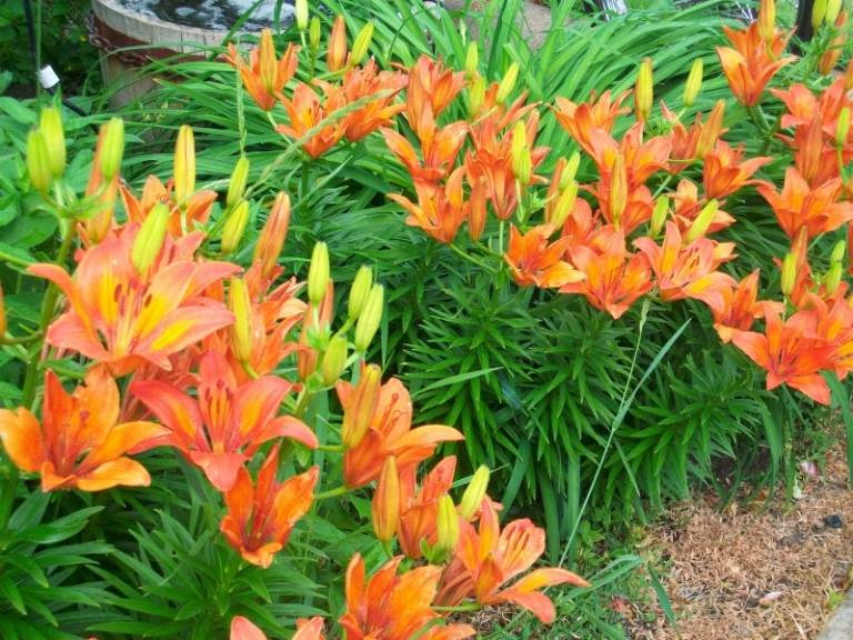 Ľalie s oranžovými kvetmi v záhrade Ľalie v záhrade Tigerllie-oranžové kvety