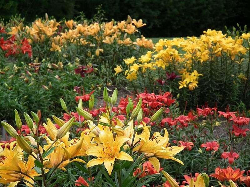 Žlté a červené ľalie v záhrade vo vidieckom štýle Lily Garden Letné kvetinové cibuľky