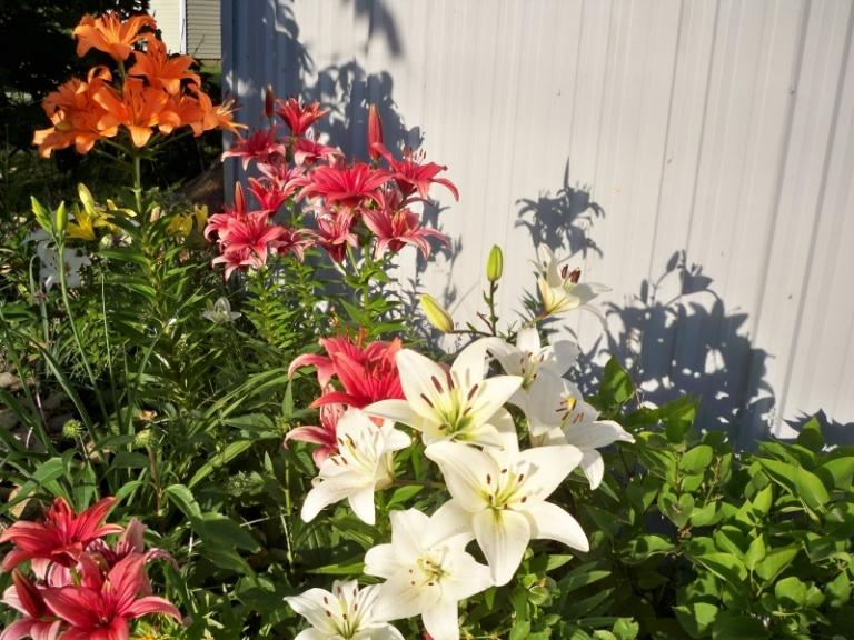 Lilie bielej madony v záhrade Ľalie-záhrada-bielo-ružové-kvety-poloslnečné-polohy