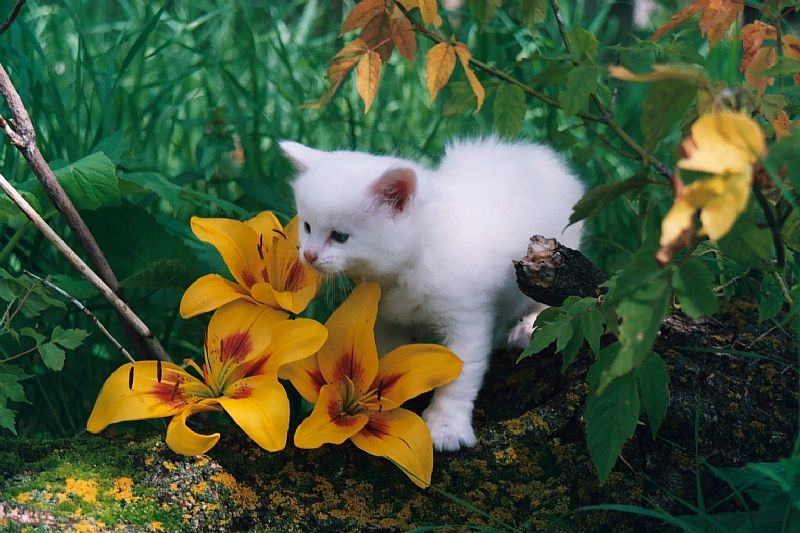 Mačka v záhrade vedľa žltej ľalie Ľalia-záhrada-žlté kvety-polotieň