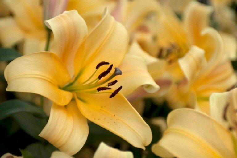 Ľalie v záhrade - žlté kvety tigrej ľalie Ľalie v záhrade druhy-farby-výsadba-výsadba