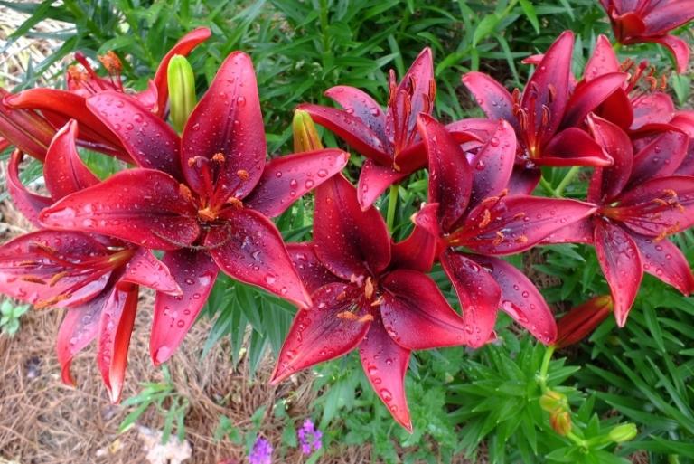 Ľalie s červenými kvetmi v záhrade Ľalie v záhrade -ázijské-nenáročné na údržbu-odolné