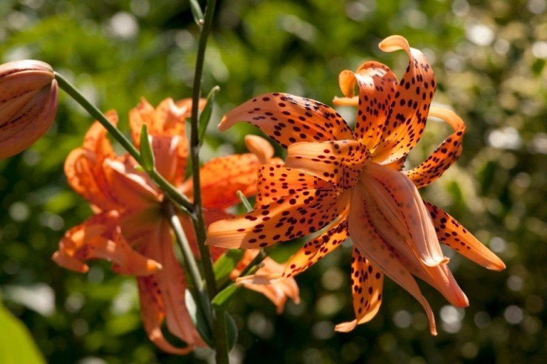 Krásna hybridná tigria ľalia v záhrade Nápady na farby korálovej ľalie v záhrade